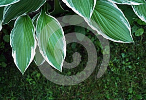 leaves of the hosta are close-up green with a white border