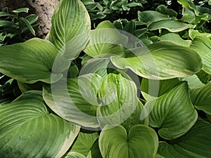 Leaves Of Hosta Plants, Hostas, NYC, NY, USA