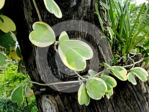 Leaves of hoya kerrii craib