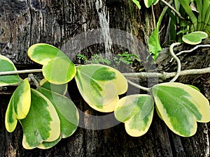 Leaves of hoya kerrii craib