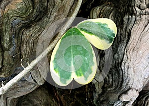 Leaves of Hoya Kerrii Craib on natural wood