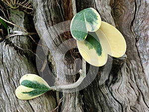 Leaves of Hoya Kerrii Craib on natural wood