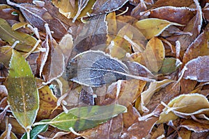 Leaves with ice crystals