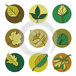 Leaves icon. green leaf of forest tree.