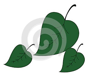 Leaves icon/Three deltoid-shaped leaves vector or color illustration