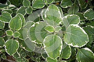 Leaves of Indian Borage, Mexican Mint or Soap Mint Plectranthus amboinicus Lour. Spreng..