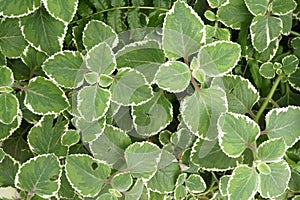 Leaves of Indian Borage, Mexican Mint or Soap Mint Plectranthus amboinicus Lour. Spreng..