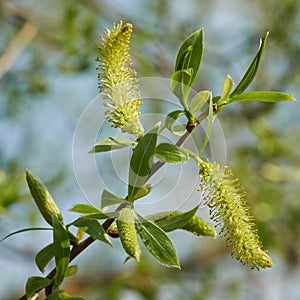 Leaves and inflorescence of a white willow Salix alba