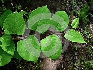 Leaves of the invasive species Japanese knotweed plant growing in a forest.