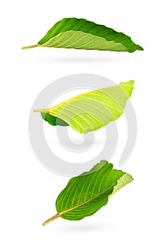 Leaves isolated on white