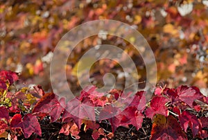 Leaves of ivy that autumn leaves