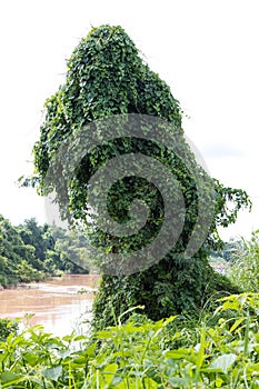 Leaves, ivy-covered tree.