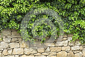 Leaves of ivy covering old stone wall. Old stone Wall. Green ivy leafs on a white stone wall background. Green ivy leaf backgroun