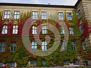 Leaves of ivy covering a wall of a house