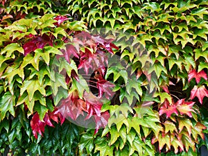 Leaves of ivy covering a wall of a house