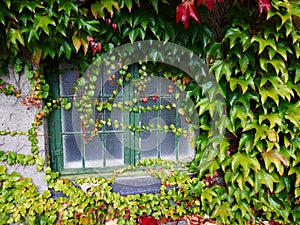 Leaves of ivy covering a wall of a house