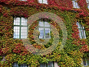 Leaves of ivy covering a wall of a house