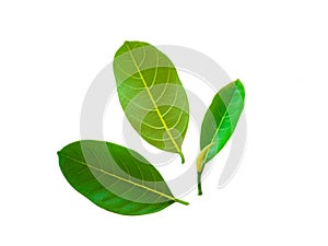 Leaves of jackfruit trees on a white background