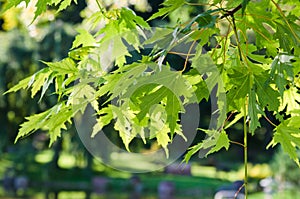 The leaves of the Japanese maple