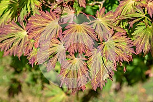 Leaves on a Japanese Maple Tree