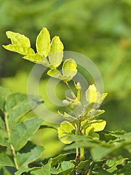 Leaves of Japanese pepper tree or Japanese prickly ash or Sansho