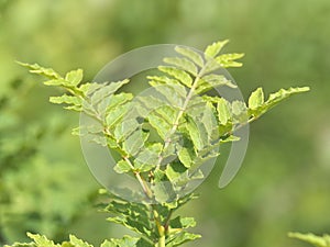 Leaves of Japanese pepper tree or Japanese prickly ash or Sansho