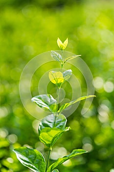 Leaves of jasmine flower