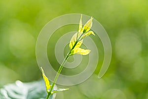 Leaves of jasmine flower