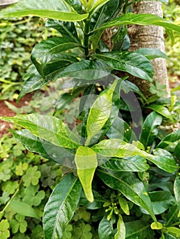 leaves jasmine green backdround nature