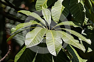 Leaves of Jelutong, Dyera costulata