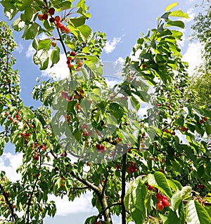 leaves and juicy red cherries in late spring