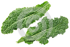 Leaves of kale cabbage isolated on white background