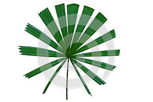 The leaves of the Kapoak tree are tropical forest wood, the shape of the lobes, similar to the Chinese fan.