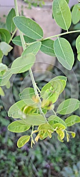 The leaves of the katuk tree which grow abundantly and thickly in Sragen