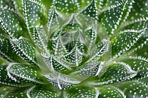 Leaves of a lace aloe, Aloe aristata