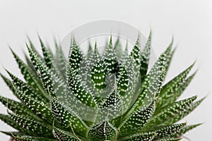 Leaves of a lace aloe, Aloe aristata