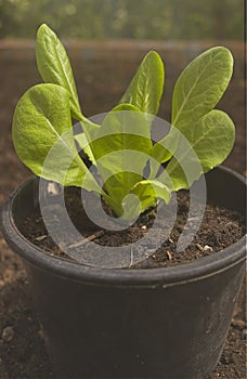 Leaves of Lactuta longifolia on flowerpot