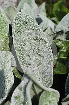 Leaves of lambÂ´s ear plant