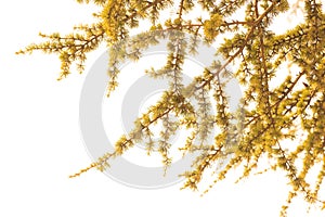 The leaves of larch tree with white background in vintage style
