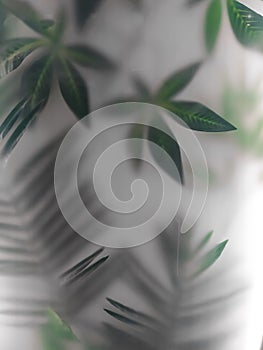 Leaves of large tropical plants behind frosted glass. The background of the jungle and the tropics