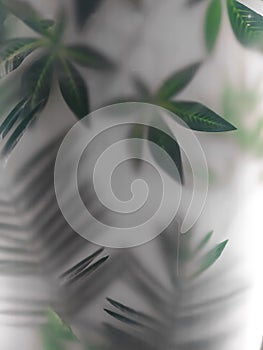 Leaves of large tropical plants behind frosted glass. The background of the jungle and the tropics photo