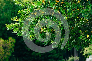 Leaves of laurel and berries on a tree. Laurel leaf in the wild