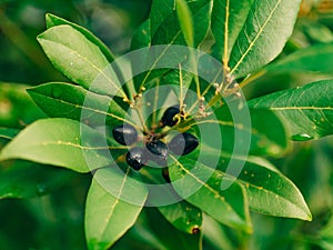 Leaves of laurel and berries on a tree. Laurel leaf in the wild