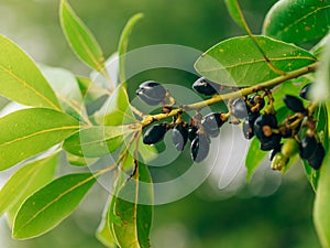 Leaves of laurel and berries on a tree. Laurel leaf in the wild