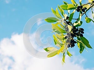 Leaves of laurel and berries on a tree. Laurel leaf in the wild