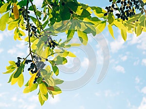 Leaves of laurel and berries on a tree. Laurel leaf in the wild