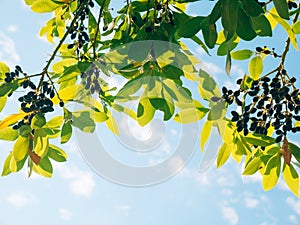 Leaves of laurel and berries on a tree. Laurel leaf in the wild