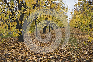 leaves laying on the ground between apple trees