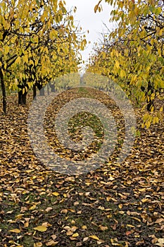 leaves laying on the ground between apple trees