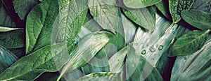 Leaves leaf texture green organic background macro layout closeu